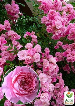 Эксклюзив! Роза английская плетистая розовая "Маршмеллоу" (Marshmallow) (саженец класса АА+, премиальный морозостойкий сорт)2