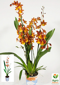 Орхидея Камбрия "Catatante Pacific Sun Spots"1