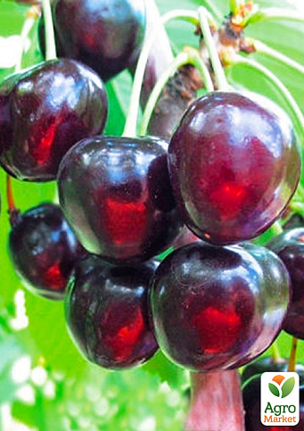 Вишня "Шоколадница" (сладкий, летний сорт, средний срок созревания)