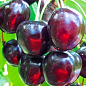 Вишня "Шоколадница" (сладкий, летний сорт, средний срок созревания)