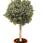 LMTD Олива "Green Life" 10лет на штамбе (высота 140-150см)