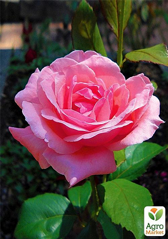 Ексклюзив! Троянда чайно-гібридна ніжно-рожева "Жіноче щастя" (Woman`s happiness) (саджанець класу АА +, преміальний крупноцветковий сорт) - фото 3