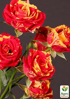 Роза мелкоцветковая (спрей) "Flash Fire" (саженец класса АА+) высший сорт14