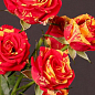 Роза мелкоцветковая (спрей) "Flash Fire" (саженец класса АА+) высший сорт