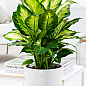 Диффенбахия (Dieffenbachia) "Camilla" высота 30-50см