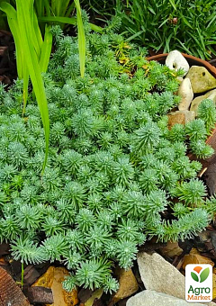 Очиток відігнутий «Blue Spruce» (Sedum reflexum)15