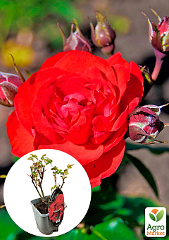 LMTD Троянда 2-х річна "Satchmo" (укорінений саджанець у горщику, висота 25-35см)1