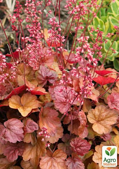 Гейхера (Heuchera) "Apricot"  1 саженец в упаковке