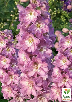 Дельфиниум гибридный "Cherry Blossom White Bee"1