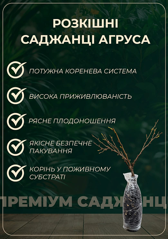 Крыжовник малошипый "Арлекин" (средний срок созревания, морозоустойчивый сорт)