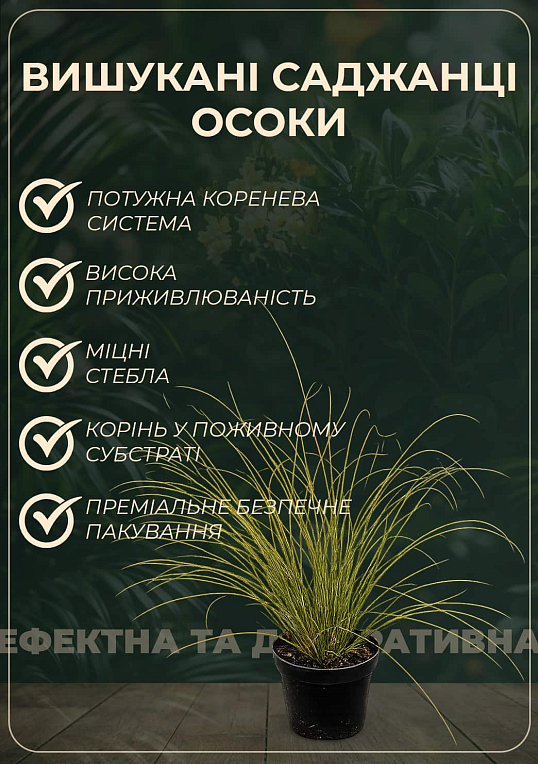 Осока власовидная "Frosted Curls" вазон С2, высота 40-50см