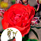 LMTD Троянда 2-х річна "Satchmo" (укорінений саджанець у горщику, висота 25-35см)
