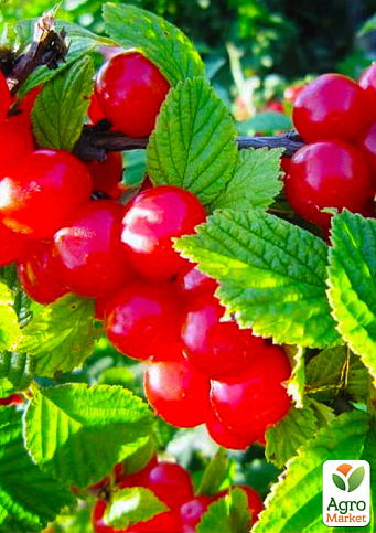 Эксклюзив! Вишня войлочная "Головокружительная радость" (Dizzying joy) (премиальный, морозостойкий, очень сладкий, высокоурожайный сорт)