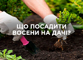 Осінні посадки на дачі: що і коли садити для гарного врожаю | Agro-market