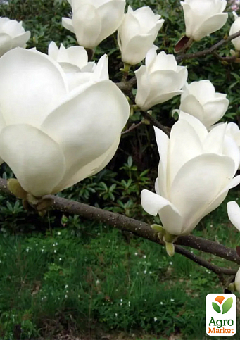 Магнолия 2-х летняя гибридная "Stellata Alba" (высота 30-40см)