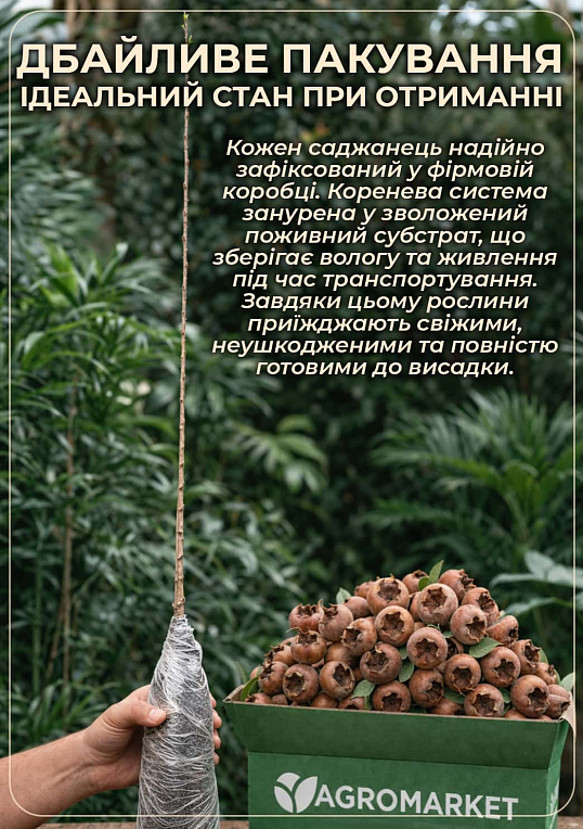 Мушмула 2х-летняя "Германская" (Mespilus germanica) - фото 3