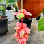 Мединилла "Magnifica" уценка (отцвела) цена