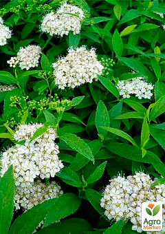 Спірея японська 2-х річна "Albiflora" вазон С2, висота 20-40см13