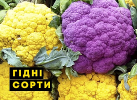 Кращі сорти цвітної капусти - корисні статті про садівництво від Agro-Market