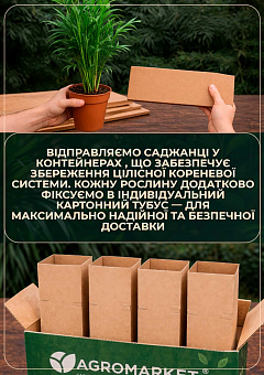 LMTD Пахіра "Aquatica" переплетена (40-50см)12