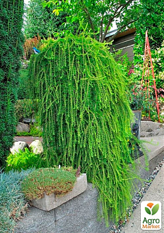 Модрина Європейська на штамбі  "Larix Pendula" С2, висота 60-70см14