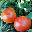 Томат детермінантний "1504 F1" ТМ "Lark Seeds" 5000шт