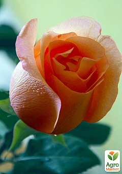 Троянда чайно-гібридна "Ленні" (саджанець класу АА +) вищий сорт1
