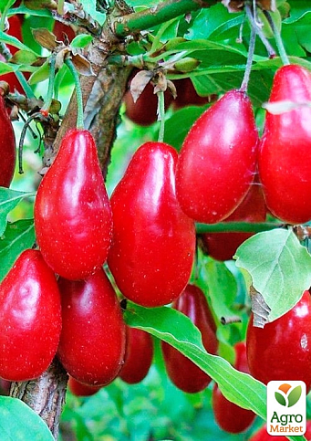 Кизил "Экзотический" (средний срок созревания, крупноплодный сорт)