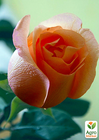 Роза чайно-гибридная "Ленни" (саженец класса АА+) высший сорт