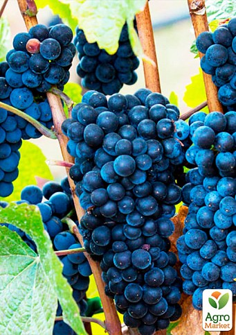 Виноград "Каберне" (винний сорт, пізній термін дозрівання, один з найпопулярніших темних сортів) - фото 2