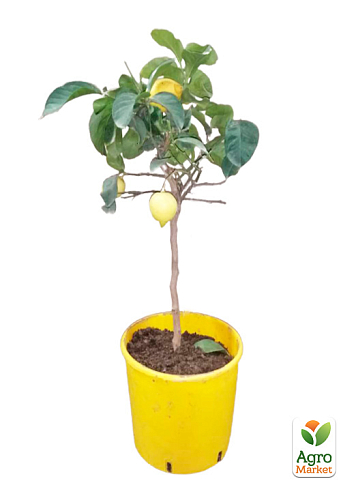 LMTD Лимон на штамбе с плодом 5-и летний "Lisa" (высота 50-70см) - фото 6