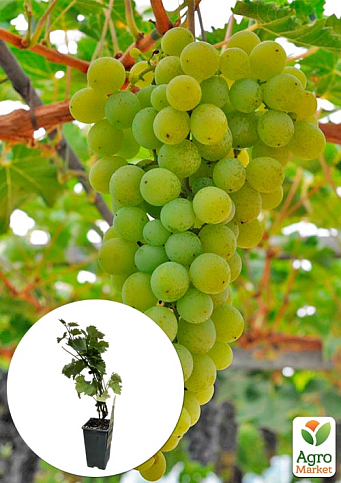 LMTD Виноград "Muscat of Alexandria" (сортовой, укорененный)