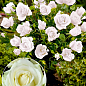 Окулянти Троянди на штамбі «Avalanche»