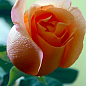 Троянда чайно-гібридна "Ленні" (саджанець класу АА +) вищий сорт