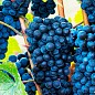 Виноград "Каберне" (винний сорт, пізній термін дозрівання, один з найпопулярніших темних сортів) купить