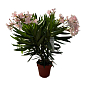 LMTD Олеандр цветущий 3-х летний "Dwarf Rose" (45-65см)