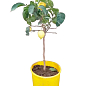 LMTD Лимон на штамбе с плодом 5-и летний "Lisa" (высота 50-70см)