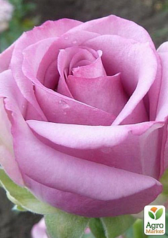 Роза чайно-гібридна "Privi"2