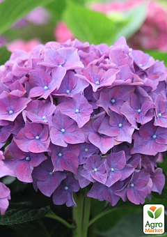 LMTD Гортензия macrophylla "Rodeo Paars" 5-и летняя (высота 45-75см)3