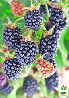 Ежевика "Тройная корона" (Rubus fruticosus "Triple Crown") Нидерланды, вазон П911