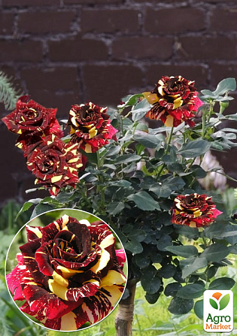 Троянда штамбова "Абракадабра" (Abracadabra) (саджанець класу АА+)