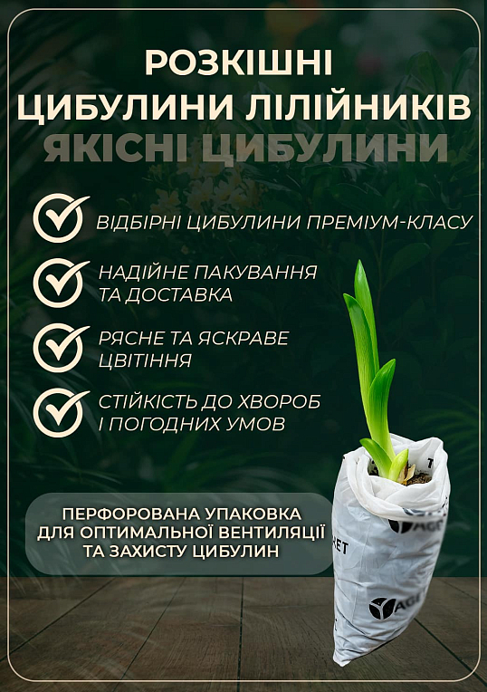 Лилейник "Friars Lantern" 1шт в упаковке - фото 2