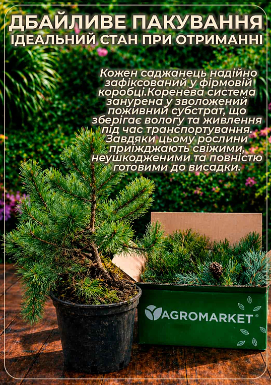 Сосна обычная "Globosa Viridis" С7.5, высота 45-55см