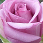 Роза чайно-гібридна "Privi"