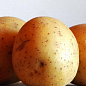 Насіннєвий середньостиглий картопля "Лусинда" (на пюре, 1 репродукція) 1кг купить