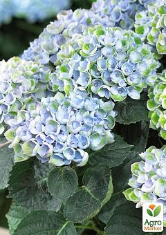 LMTD Гортензия на штамбе цветущая 4-х летняя "Magical Revolution Blue" (50-60см)12