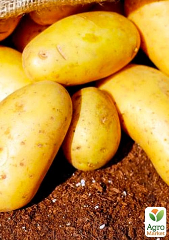 Картопля "Коломбо" насіннєва рання (1 репродукція) 1кг - фото 4
