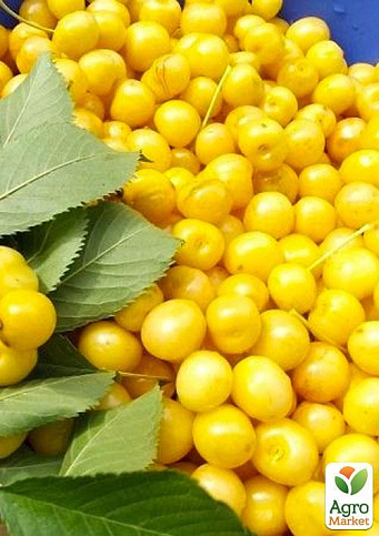 Эксклюзив! Черешня глянцевого желтого цвета "Медовая сладость" (Honey sweetness) (премиальный,устойчивый к заболеваниям сорт) - фото 4