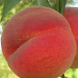 Персик "Соковитий" (літній сорт, середній термін дозрівання) купить