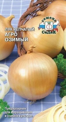 Цибуля 